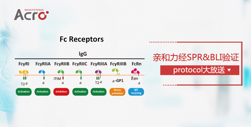 Fc受体蛋白亲和力验证