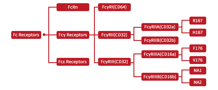 Fc受体蛋白