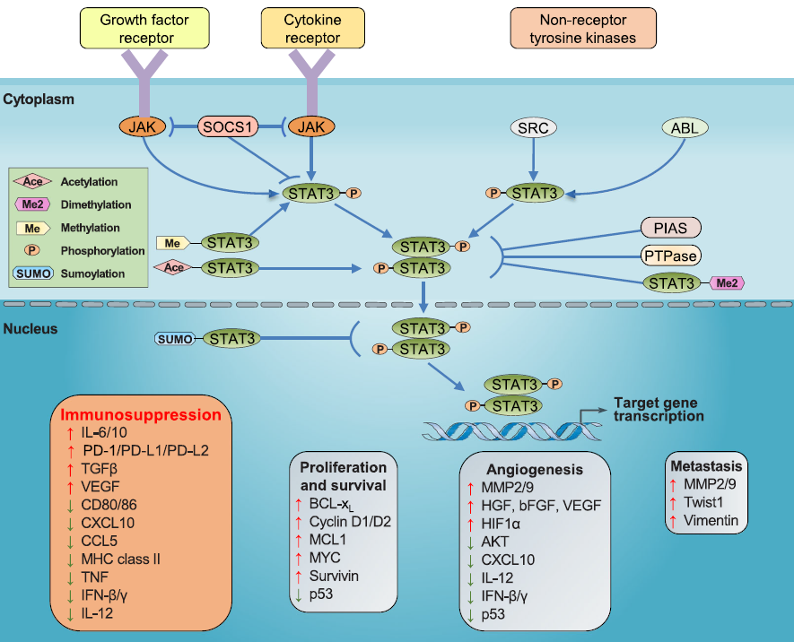 STAT3信号通路