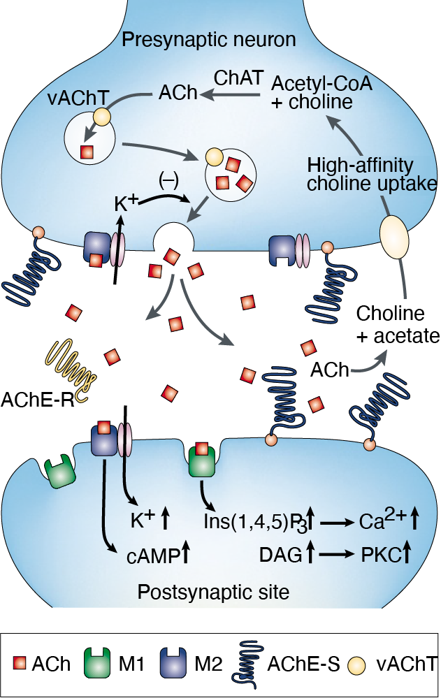 胆碱能突触