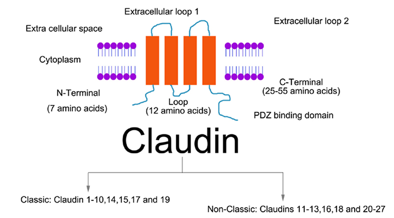 Claudin的结构示意图 