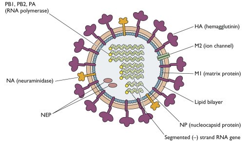 流感病毒结构