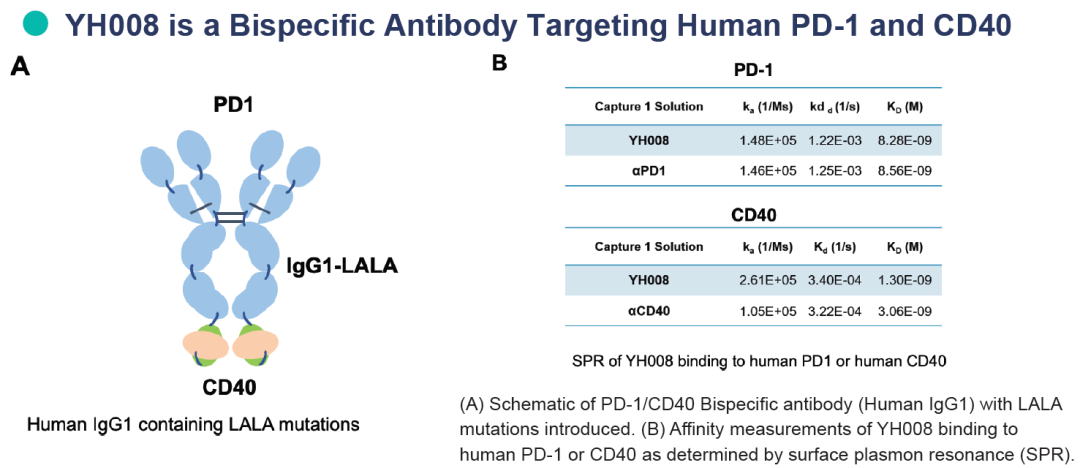 图2：百奥赛图公布双抗药物YH008数据 