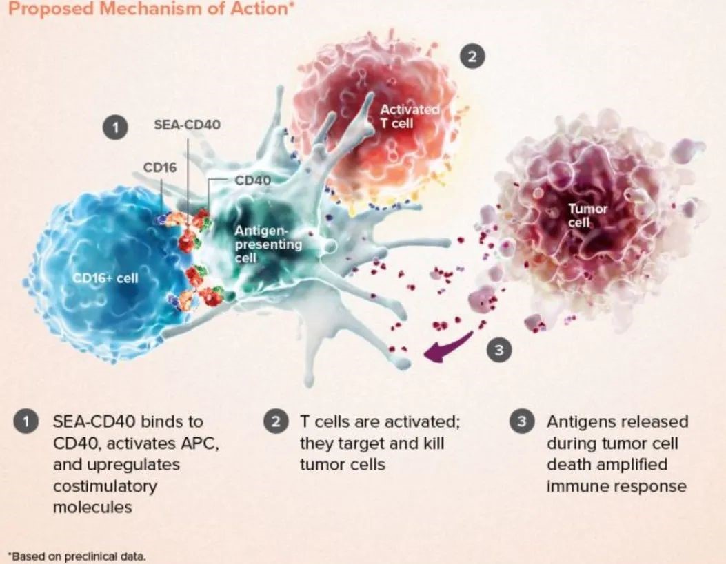 图4：SEA-CD40作用机制