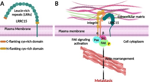 图1.（A）LRRC15结构示意图和(B)其通过激活粘着斑激酶信号传导促进癌症转移的作用