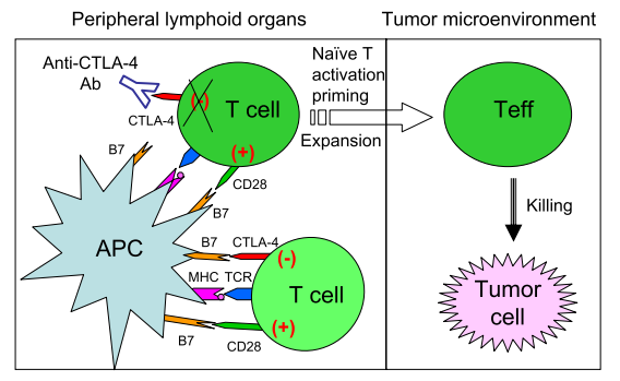 图1.经典的CTLA-4免疫抑制剂作用机制