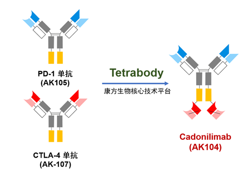 图3. 康方生物核心技术平台