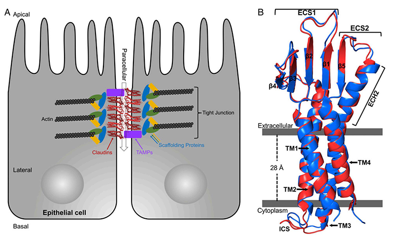 紧密连接和Claudin 9的结构