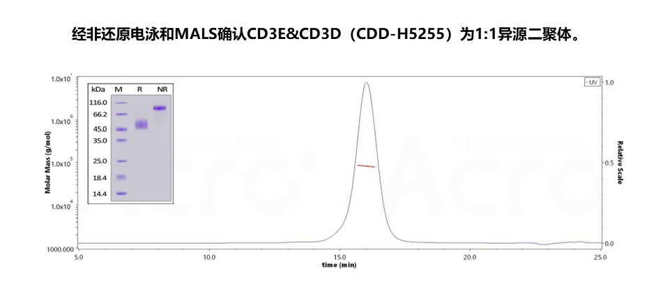 CD3异源二聚体