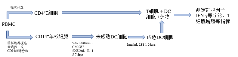 MLR评估DC介导的T细胞活化