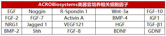 类器官培养相关细胞因子