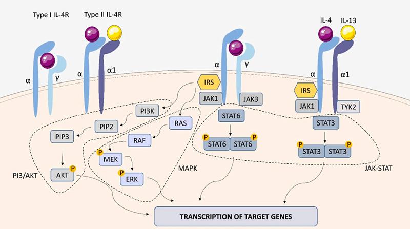IL-4R结构以及信号传导