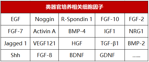 类器官培养相关细胞因子