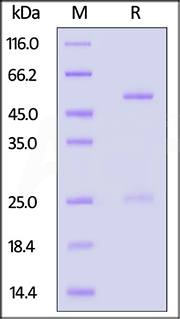 高纯度经SDS-PAGE