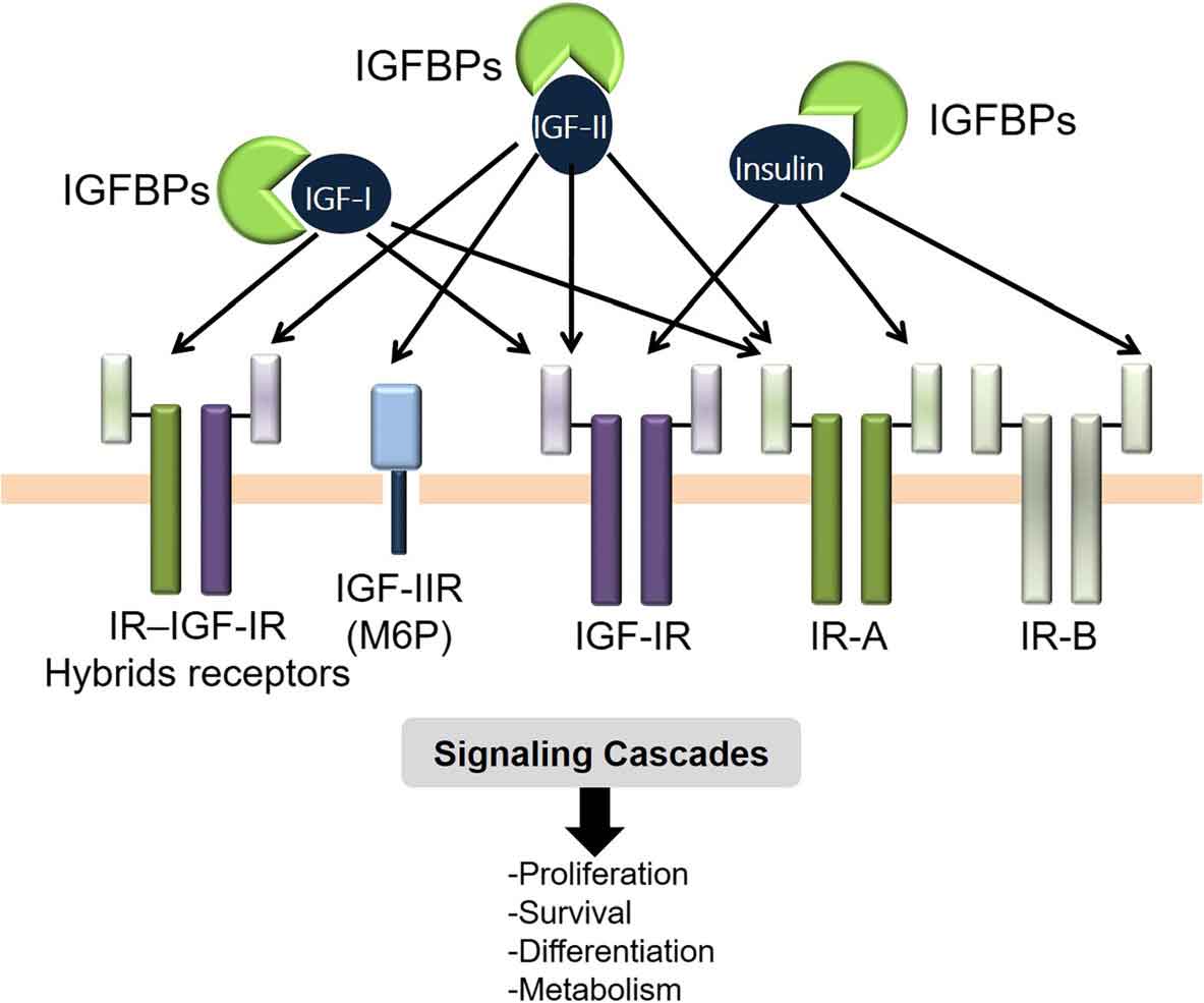 IGF及其受体家族示意图