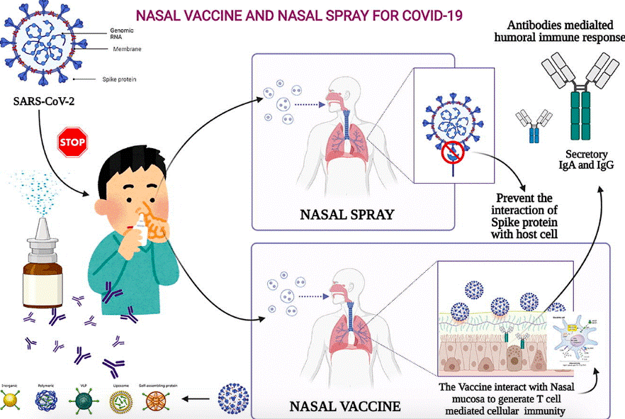 鼻腔疫苗或成破局新机会
