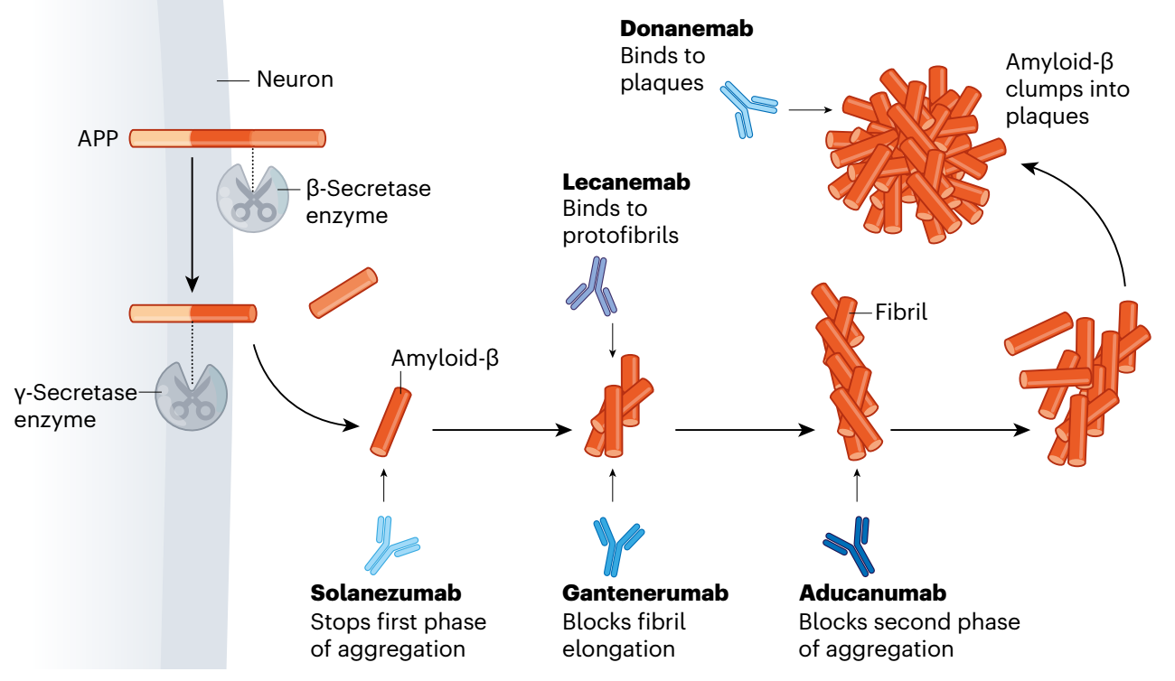 5款抗体药靶向不同的Aβ聚集形式