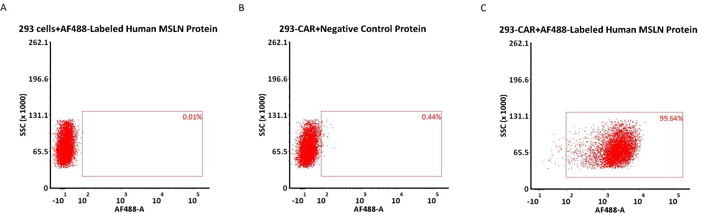 Alexa Fluor 488-Labeled Human Mesothelin