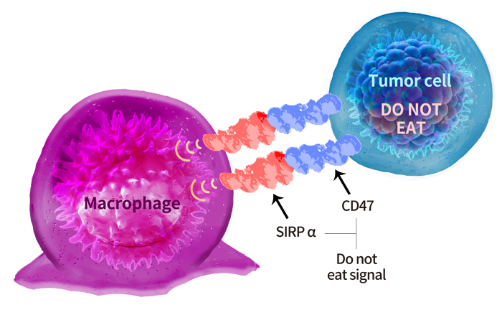 SIRPα / CD47