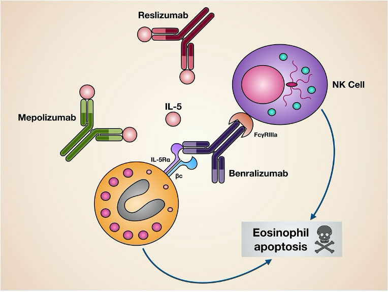 靶向IL-5或其受体的生物药物的作用机制