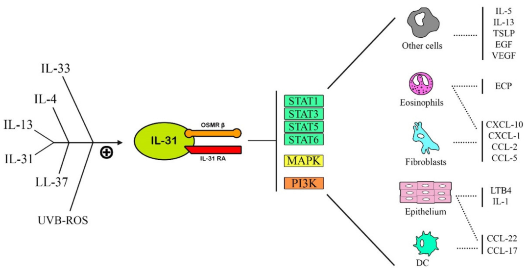 左图为刺激IL-31/IL-31R通路的主要细胞因子