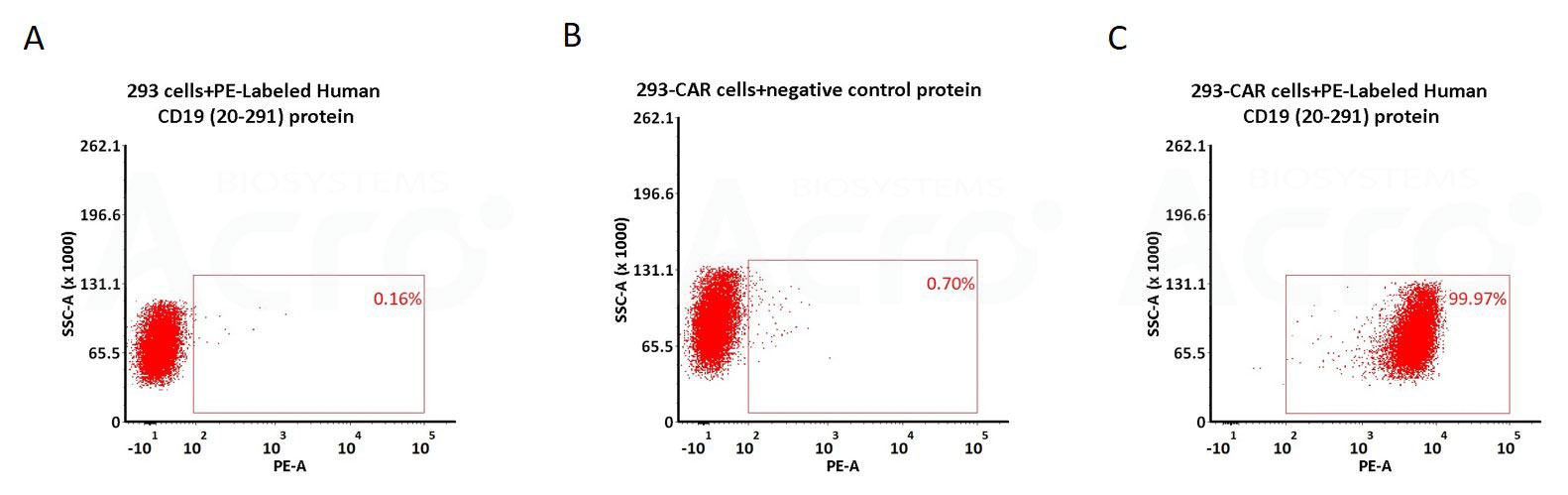 PE荧光标记CD19经流式验证适用于Anti-CD19 CAR阳性表达率检测