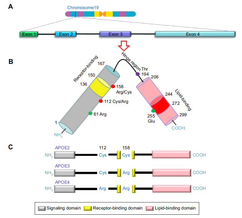 APOE的结构区域和功能区域示意图