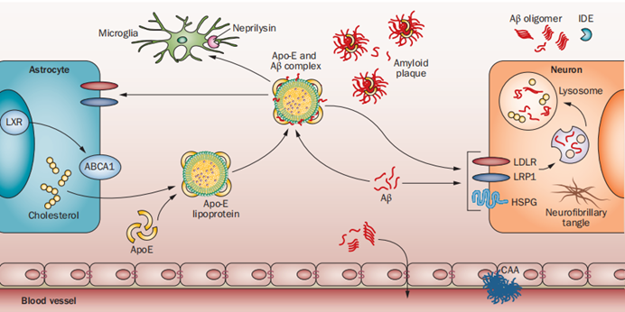 大脑中APOE与Aβ的代谢示意图