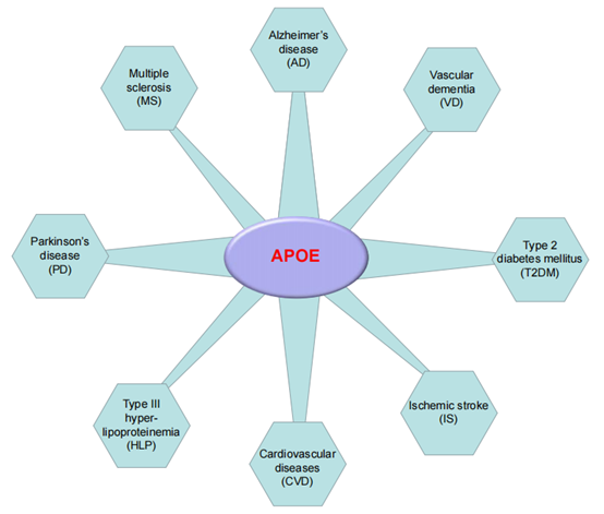 APOE及其相关疾病