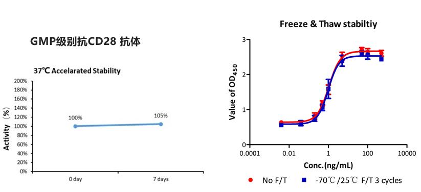 GMP级别抗CD28抗体稳定性