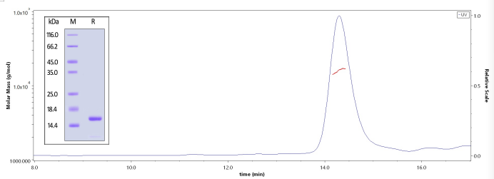 高纯度及高均一性单体经SDS-PAGE及SEC-MALS验证