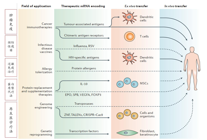 mRNA技术应用领域
