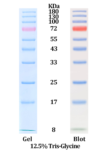 Star Ribbon宽范围预染蛋白Marker