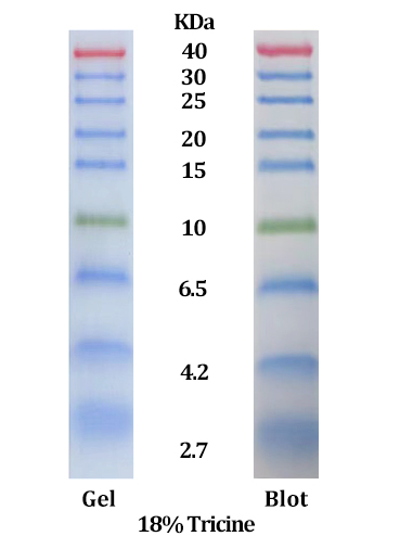Star Ribbon低分子量预染蛋白Marker