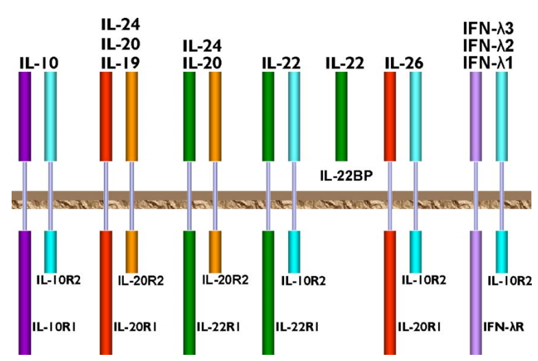IL-10家族