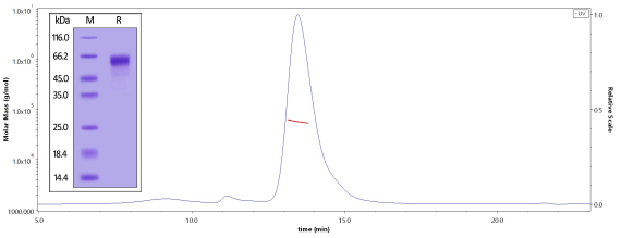 高纯度和高结构均一性经SDS-PAGE与SEC-MALS验证