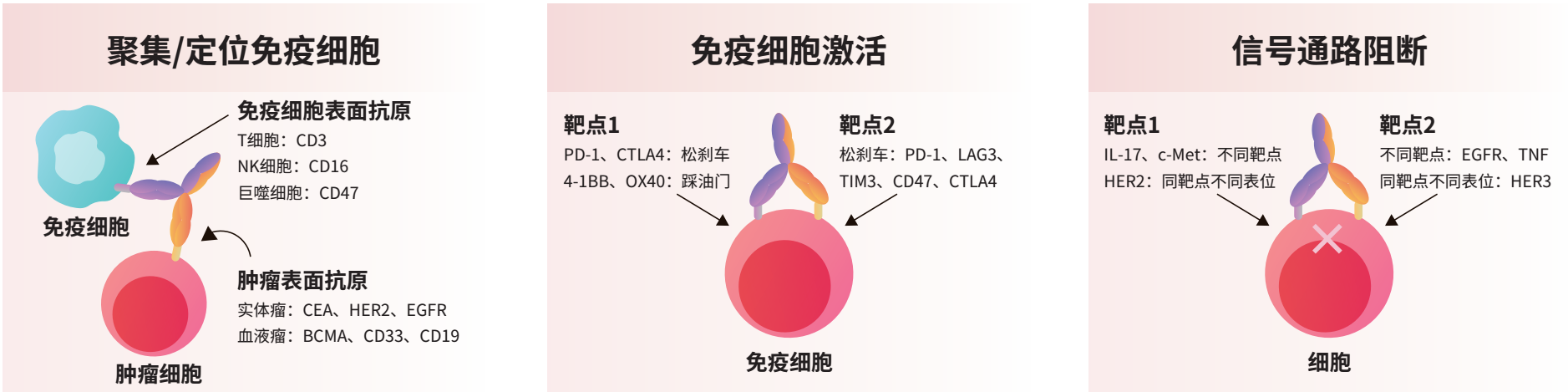 双抗的作用机制及靶点组合