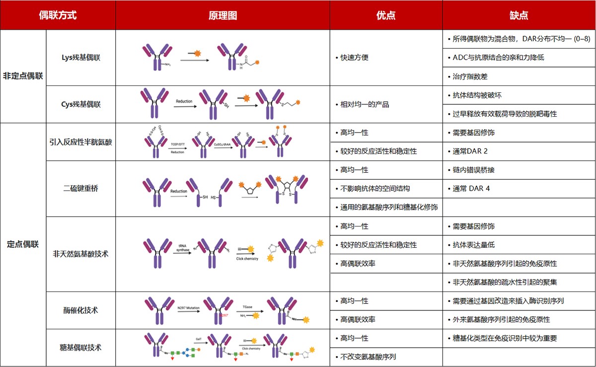 非定点偶联和定点偶联的比较