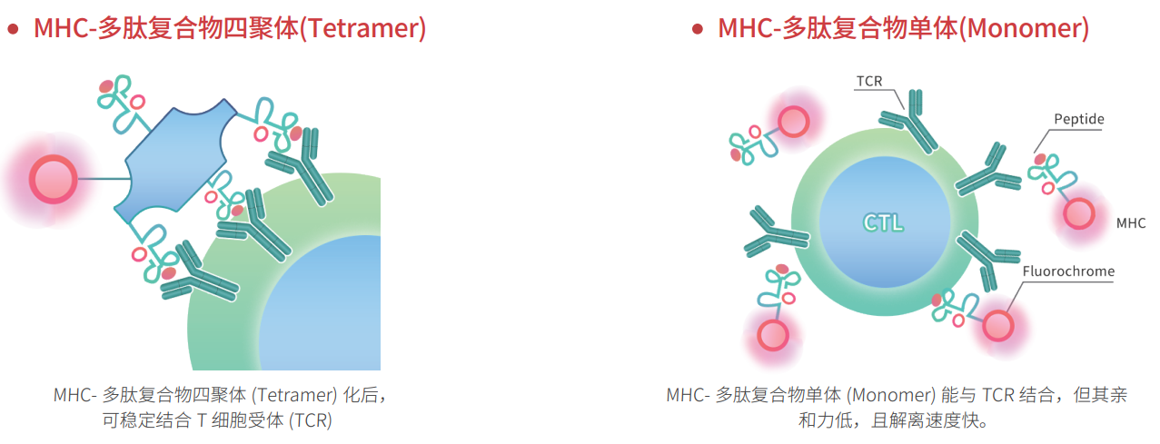 MHC-多肽复合物