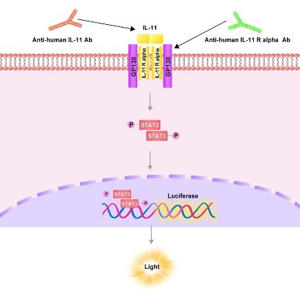 Human IL-11 R alpha (Luc) HEK293 Reporter Cell