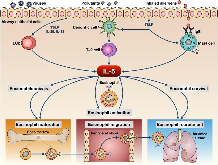 IL-5 对嗜酸性粒细胞的生物学作用