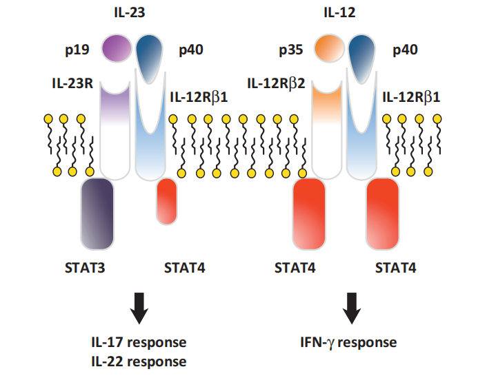 IL-12与IL-23及其信号转导