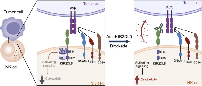 KIR2DL5的作用机制