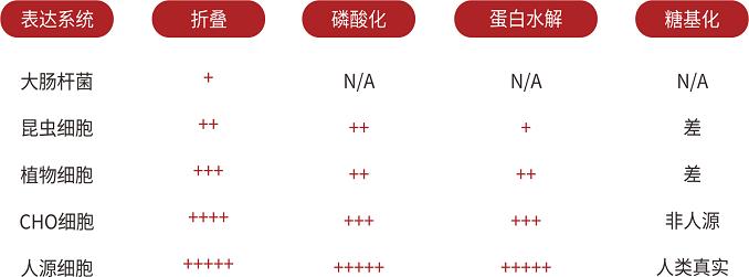 Integrin蛋白由高质量的人源细胞