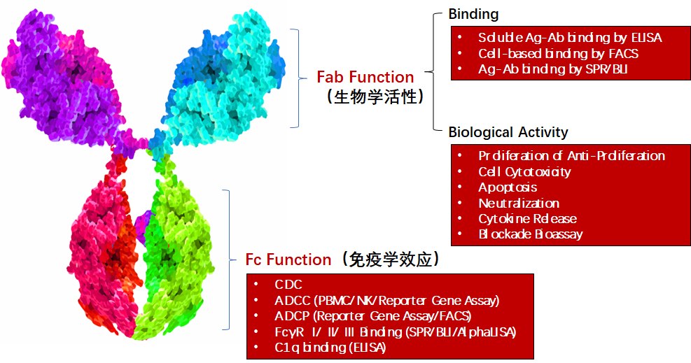 ADCC/ADCP