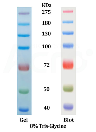 Star Ribbon 高分子量预染蛋白 Marker