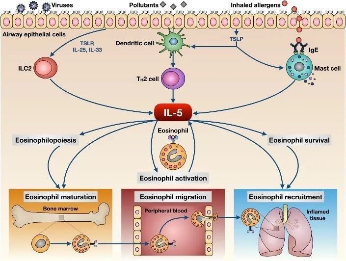 IL-5 对嗜酸性粒细胞的生物学作用