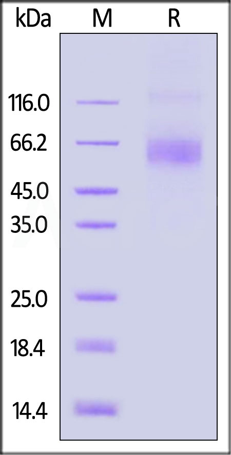 90%的高纯度经SDS-PAGE验证