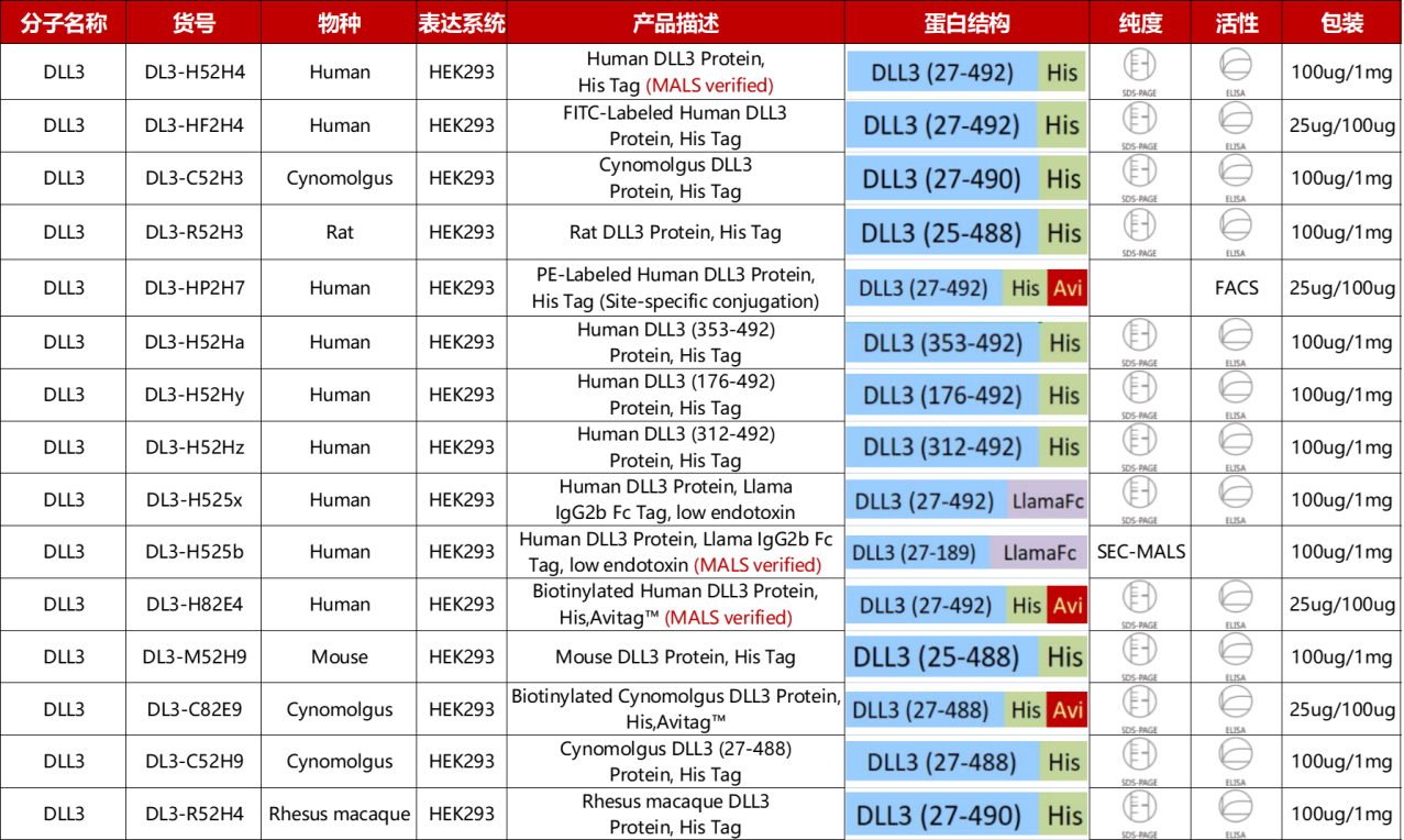 DLL3蛋白产品及其Notch受体