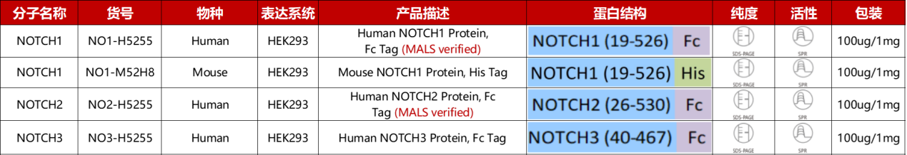 Notch受体蛋白